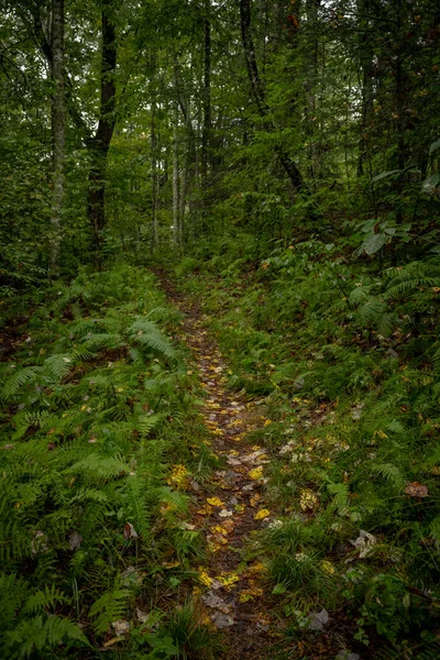 Στενό Μονοπάτι Κόβει Μέσα Από Πυκνό Δάσος Great Smoky Βουνά — Φωτογραφία Αρχείου