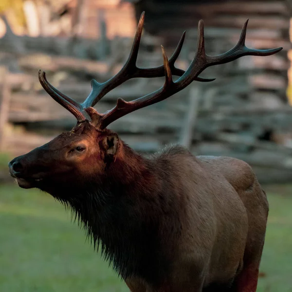 Profil Bull Elk Med Solljus Ögat Stora Rökiga Bergen Nationalpark — Stockfoto