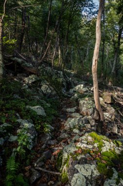 Shenandoah Ulusal Parkı 'ndaki Rocky Patikası Boulder Field ve Forest' ta