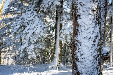 Smokies 'deki Ağaçların Kenarına Kar Yapışır