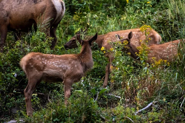 Spatřeno Elk Graze Podél Horského Svahu Yellowstone — Stock fotografie