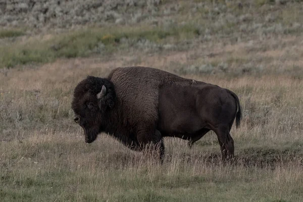 Stoic Bison Stoi Polu Parku Narodowym Yellowstone — Zdjęcie stockowe