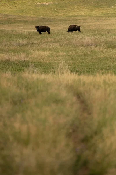 Thin Trail Prairie Guardado Por Bison Verão — Fotografia de Stock