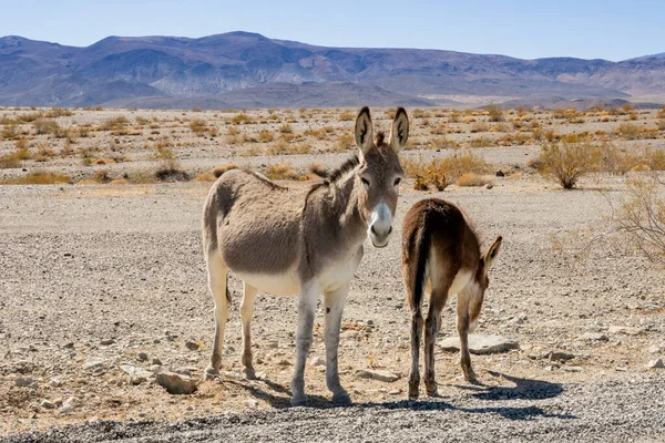 Twee Wilde Ezels Woestijn Van Death Valley National Park — Stockfoto