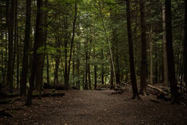 Orman boyunca geniş patika Cuyahoga Vadisi Ulusal Parkı 'ndaki Ledges' e çıkar.