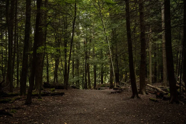 Trilha Larga Através Floresta Conduz Bordas Parque Nacional Vale Cuyahoga — Fotografia de Stock