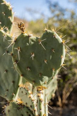 Saguaro Ulusal Parkı 'ndaki Kalp Şeklinde Kaktüs' ten çıkan dikenler.
