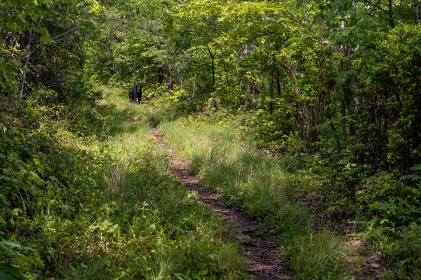 Schwarzbär Versperrt Weg Auf Zugewachsenem Pfad Durch Die Smokies — Stockfoto