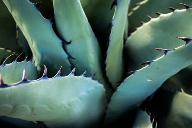 Agave Havardiana 'daki Keskin Omurgaların Kapanışı