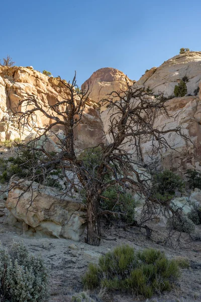 Kurumuş Ağaç Hala Capitol Resif Ulusal Parkı Ndaki Kanyonda Duruyor — Stok fotoğraf