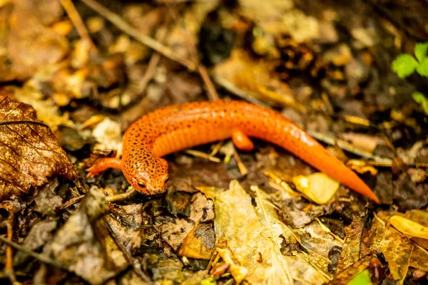 Face Salamandre Rouge Posée Sur Les Feuilles Tombées Après Une — Photo