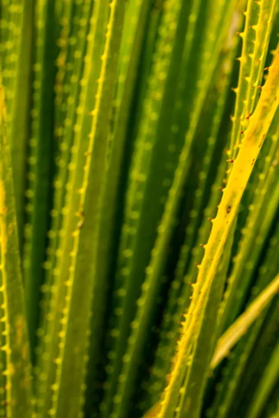 Green Sotol Φύλλα Κοντινό Πλάνο Στο Εργοστάσιο Στο Big Bend — Φωτογραφία Αρχείου