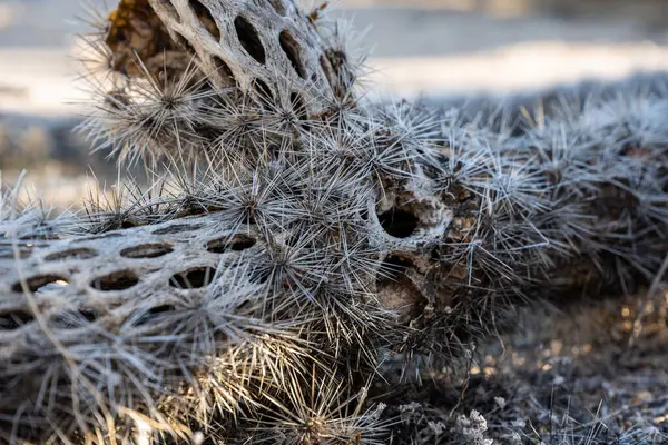 Estructura Interior Hueca Cactus Descomposición Parque Nacional Saguaro — Foto de Stock