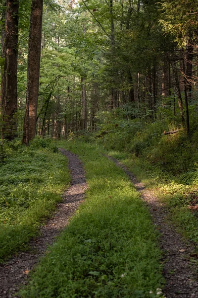 Old Two Track Road Vuelta Sendero Parque Nacional Great Smoky — Foto de Stock