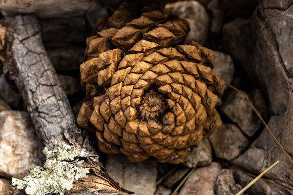 Borový Kužel Zastrčený Skal Národním Parku Guadalupe Mountains — Stock fotografie