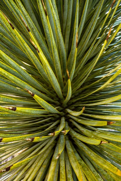 Μυτερά Φύλλα Της Ραμμένης Yucca Κατά Μήκος Του Μονοπατιού Marufa — Φωτογραφία Αρχείου