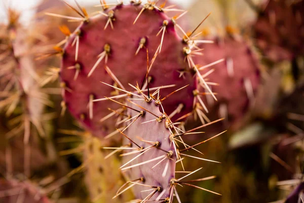 Fioletowo Strojony Kłujący Kaktus Parku Narodowym Big Bend — Zdjęcie stockowe
