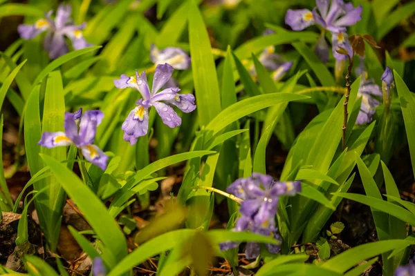 Gotas Lluvia Aferrándose Iris Enano Encrespado Primavera Largo Del Sendero —  Fotos de Stock