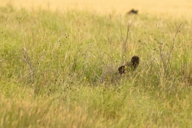 Kısa Kulaklı Baykuş Yuvaya Oturdu ve Güney Dakota 'daki kameraya baktı
