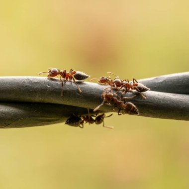 Küçük Karınca Grubu bulanık yuvarlağa karşı kabloyu geçirir