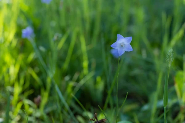 Tiny Blue Wildflower Wyoming Wildflower Field Parque Nacional Yellowstone —  Fotos de Stock