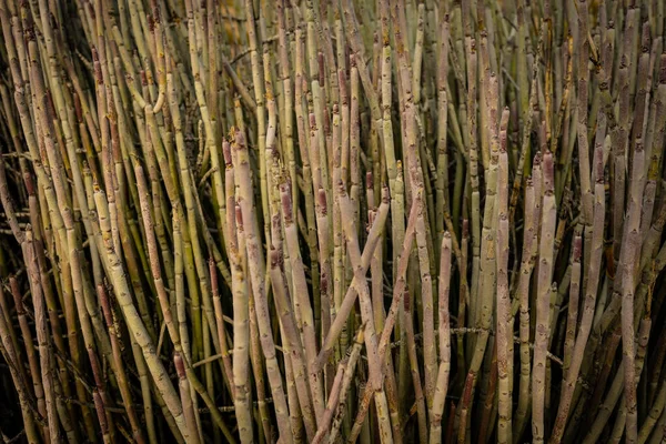 Tisíce Slámových Větví Candelilly Yucca — Stock fotografie