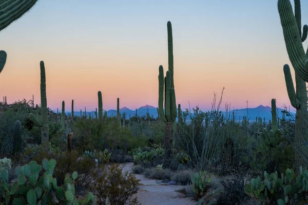 Trail Vágások Keresztül Saguaro Más Sivatagi Növények Napfelkeltekor Sonoran Sivatagban — Stock Fotó