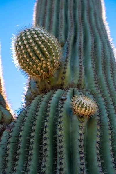 Dwa Małe Ramiona Zaczynają Rosnąć Kaktusach Saguaro Pustyni Sonoran — Zdjęcie stockowe