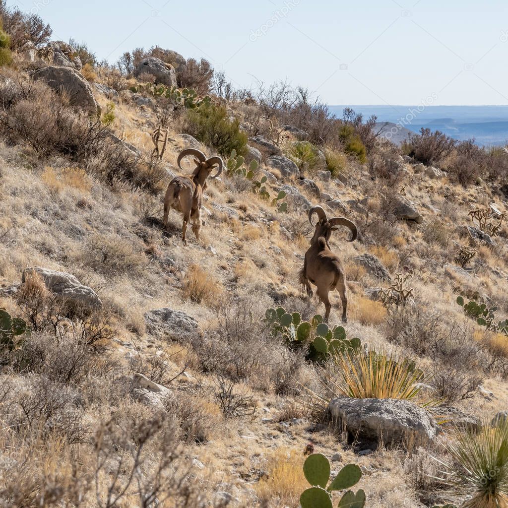 Two Male Barbary Sheep in Guadalupe Mountains in North Texas