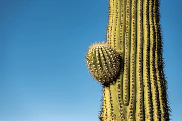 Small Arm Grows Defined Ridges Saguaro Cactus Trunk Blue Sky — Stock Photo, Image