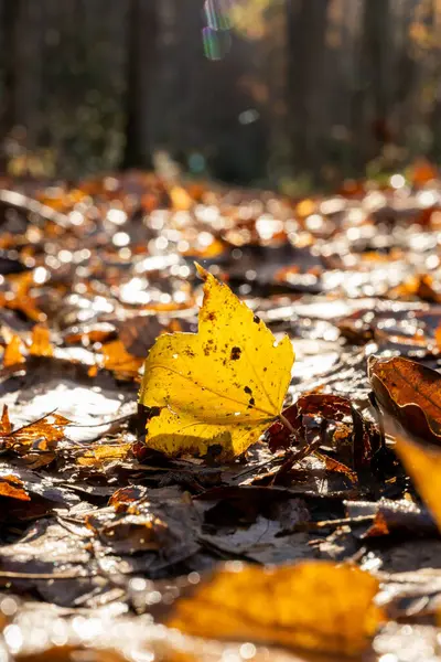 Sarı Yaprak Büyük Dumanlı Dağlar Ulusal Parkı Nda Dağlar Üzerinde — Stok fotoğraf