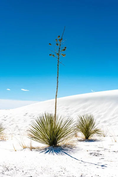 Yucca Φυτό Στέκεται Ψηλός White Sands Εθνικό Πάρκο — Φωτογραφία Αρχείου