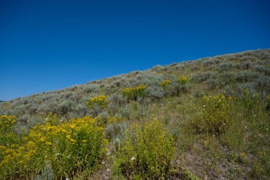 Yellowstone Ulusal Parkı 'nda Yuvarlanan Tepenin Arkasında Mavi Gökyüzü