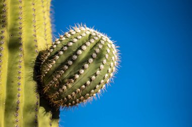 Mavi Gök 'e Karşı Saguaro Kaktüsü Şubesi