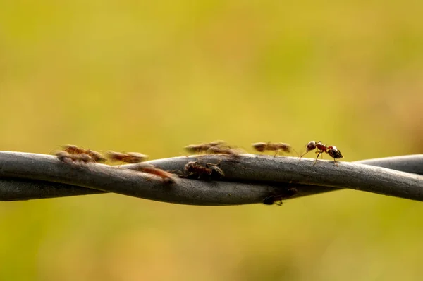 Formigas Desfocadas Caminham Rapidamente Através Cerca Arame — Fotografia de Stock