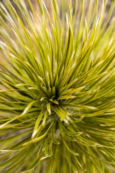 Leuchtend Grüne Yucca Blätter Wirbeln Wenn Sie Aus Der Mitte — Stockfoto