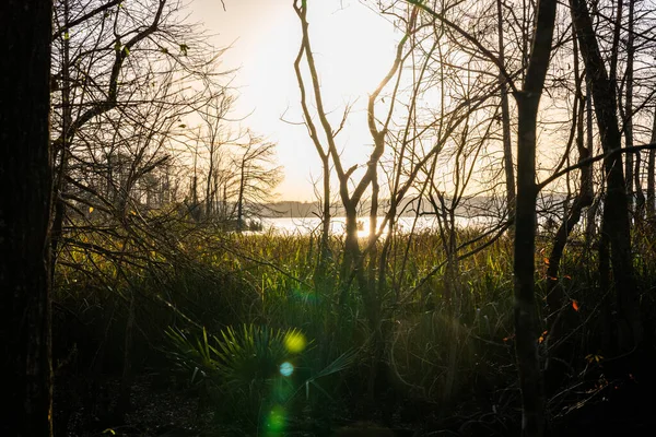 Bright Sun Éclate Sur Marais Soirée Louisiane — Photo