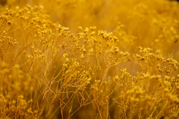 Bright Yellow Bush Along Desert Trail in Texas Park