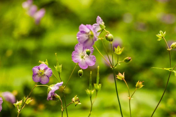 Κοντινό Πλάνο Των Λουλουδιών Wild Geranium Μετά Την Άνοιξη Βροχή — Φωτογραφία Αρχείου
