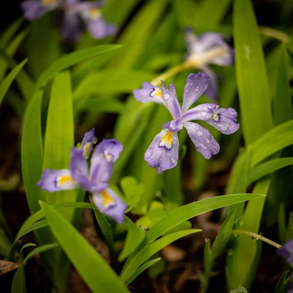 Czubaty Karzeł Iris Bloom Kroplami Deszczu Smokies — Zdjęcie stockowe
