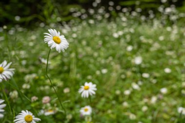 Buzul Ulusal Parkı 'ndaki Piegan Geçidi boyunca Papatyalar Tarlada Büyür