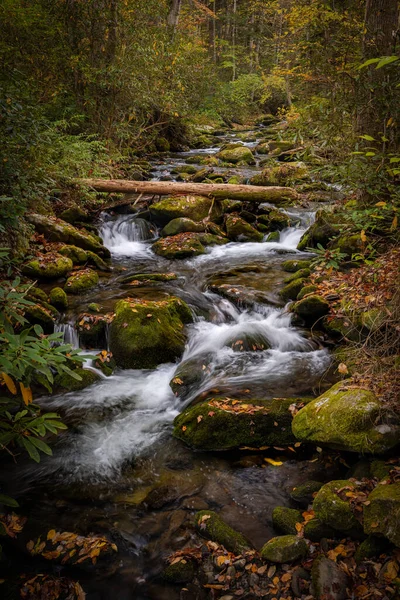 Downed Tree Crosses Rushing Creek Meigs Mountain Trail Great Smoky — Stock Photo, Image