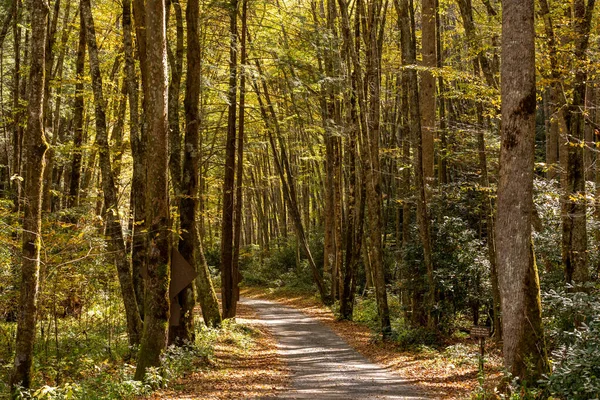 Kolory Jesieni Zaczynają Wynurzać Się Wzdłuż Leśnej Drogi Przez Smokies — Zdjęcie stockowe