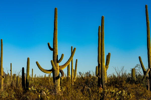 Field Saguaro Cactus Growing Arizona Saguaro Nationa Park — Stock Photo, Image