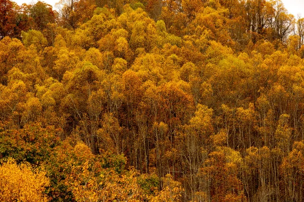Floresta Árvores Amarelas Douradas Longo Blue Ridge Parkway Carolina Norte — Fotografia de Stock