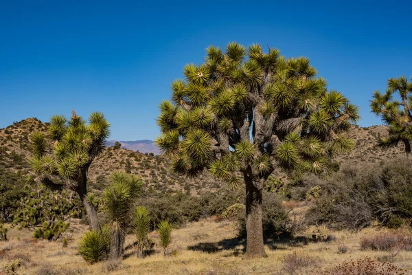 Вырубка Деревьев Джошуа Зимой Калифорнийском Парке — стоковое фото