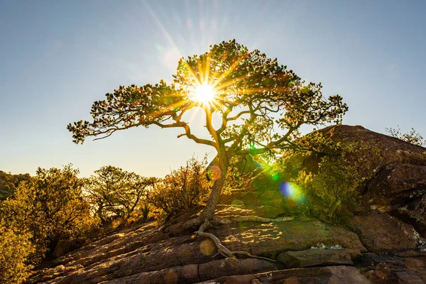 Великий Сонячний Висип Через Дерево Загубленому Гірському Шляху Національному Парку — стокове фото