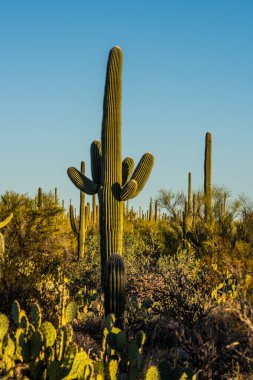 Birçok Silahlı Saguaro, Saguaro Ulusal Parkı 'ndaki yoğun çöl bitkilerinde.