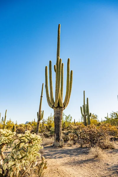 Mature Saguaro Cactus Trunk Turning Bark Saguaro National Park — Stock Photo, Image