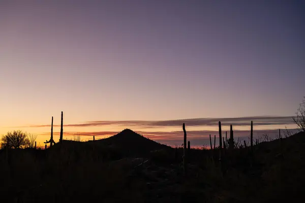 Hegy Saguaro Kaktusz Silhouette Napnyugtakor Gould Mine Trail Ből — Stock Fotó